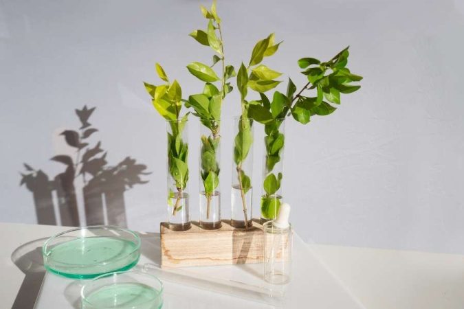 Expérience botanique en tubes à essai pour la vulgarisation scientifique avec des plantes vertes.